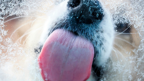 Frostfutter für Hunde