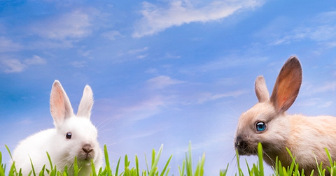 Körpersprache bei Kaninchen