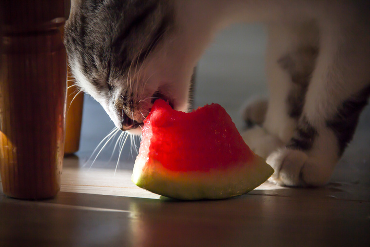 Katze frisst Wassermelone
