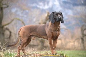 Bayerischer Gebirgsschweißhund Portrait