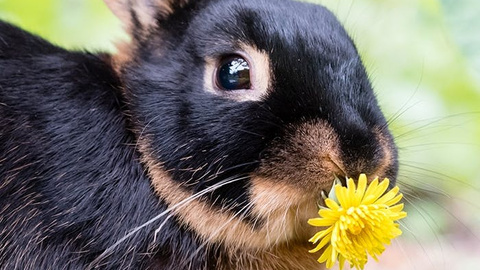 Tipps für die richtige Kaninchenhaltung