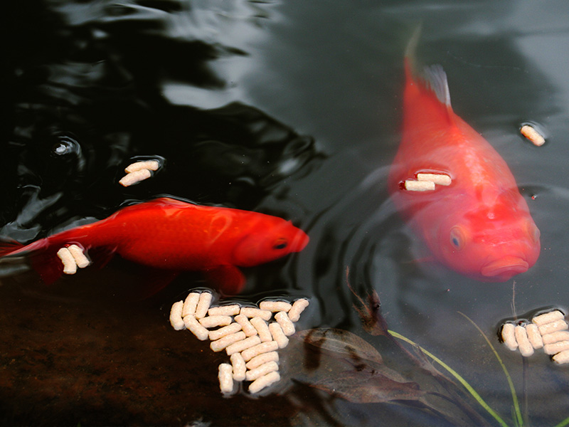 Zwei Goldfische im Teich