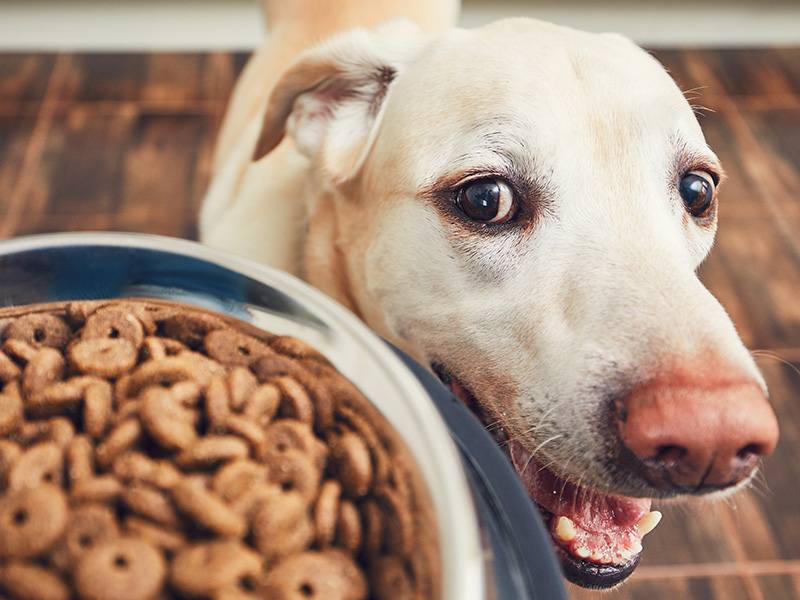 Hund schaut seinen mit Diätfutter gefüllten Futternapf an