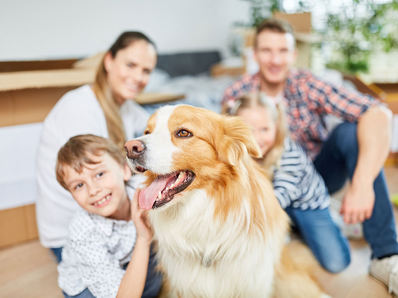 Hunde bei einer Familie