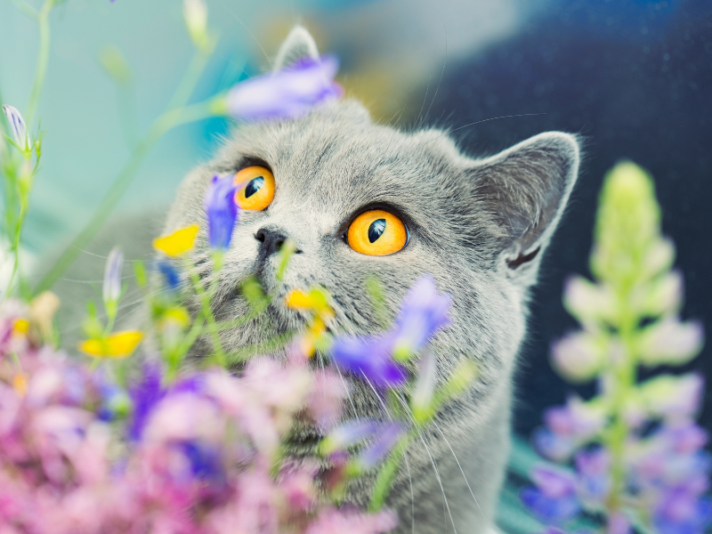 Katze schaut aufmerksam hinter Blumen hervor
