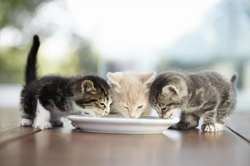 Nahrung für Kitten