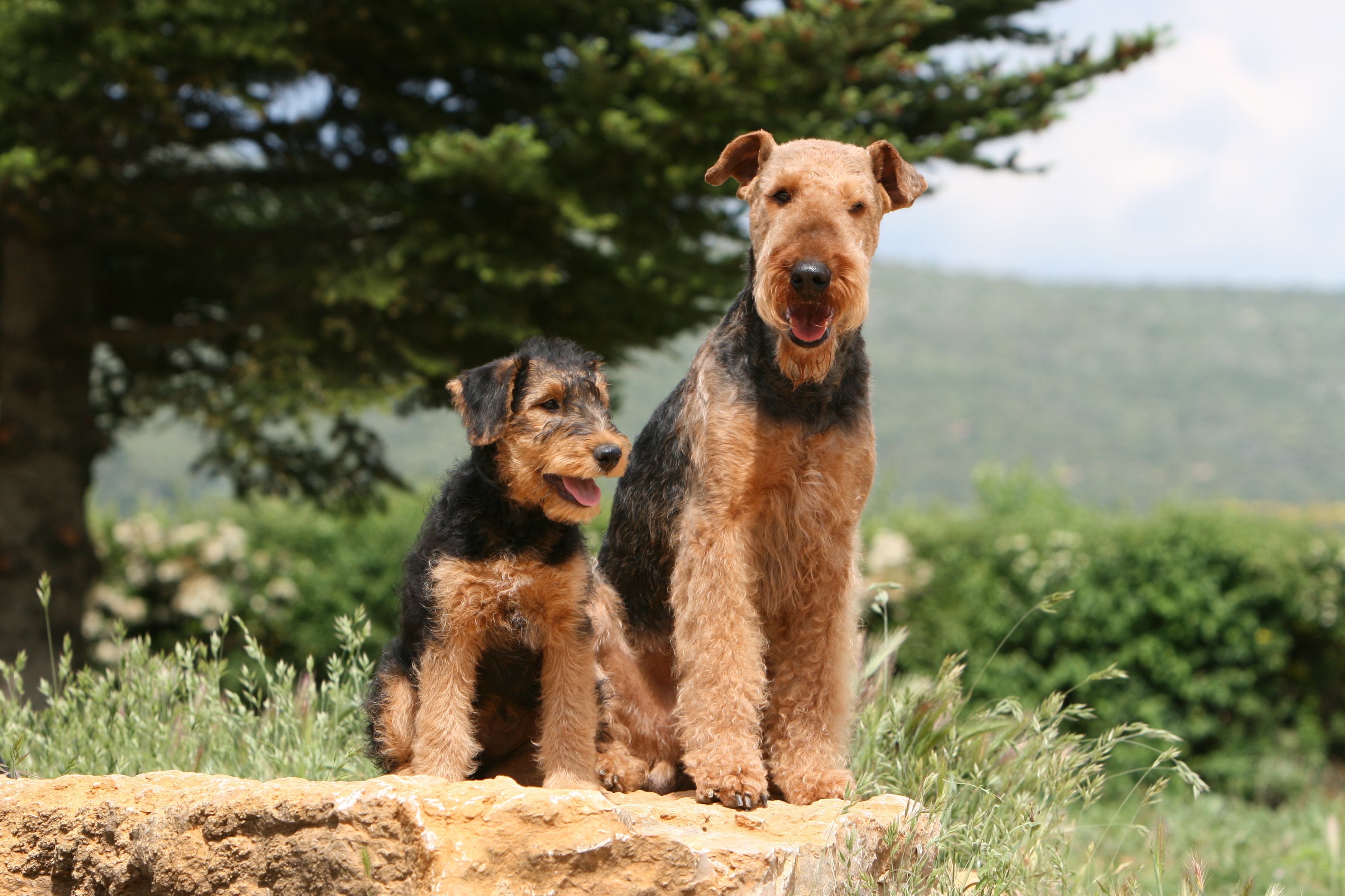 Airdale Terrier & Welpe