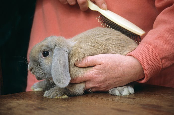 Fellpflege für Kaninchen
