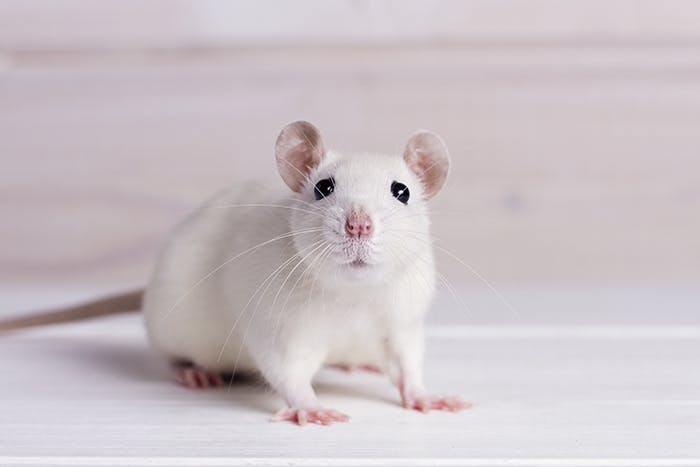 Die Ratte im Porträt