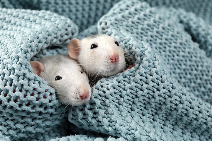 Tipps zur Rattenhaltung