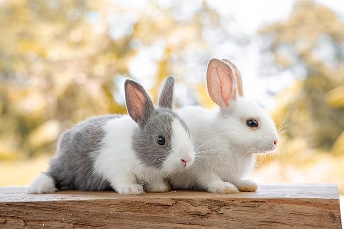 Körpersprache bei Kaninchen