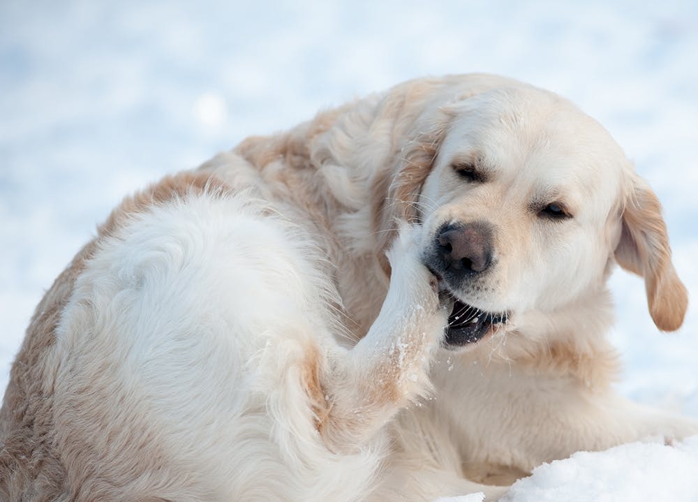 Pfotenpflege für Hunde im Winter