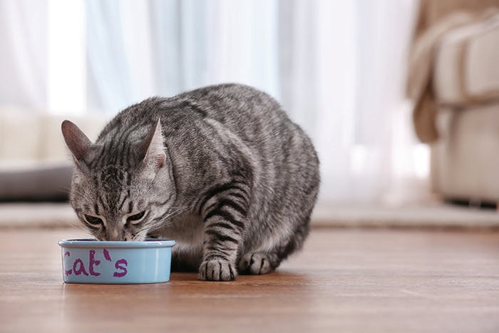 Ernährung für Katzen mit Gewichtsproblemen