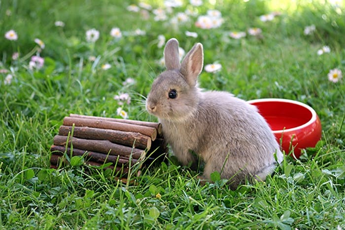 Kaninchen-Spielzeug
