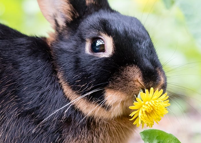 Naturbelassene Sommerernährung für Kaninchen