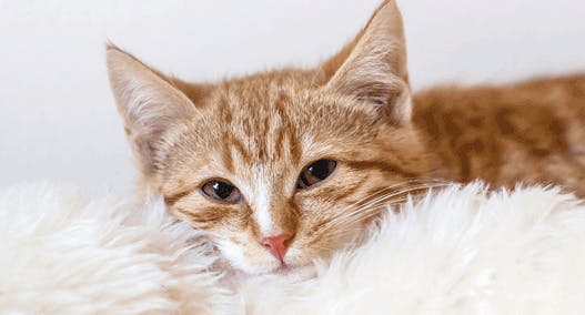 Katzenerkältung vorbeugen