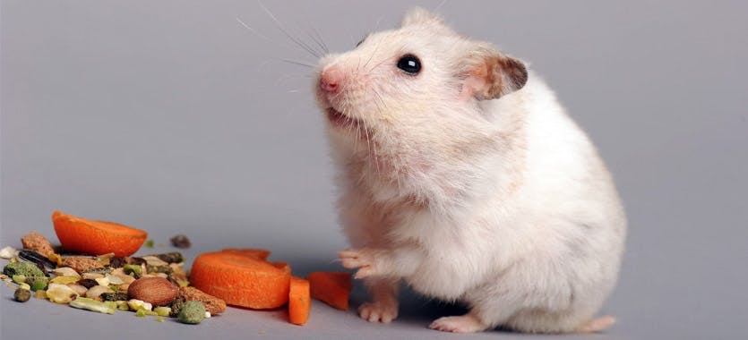 Hamster sitzt vor gesundem Kleintierfutter