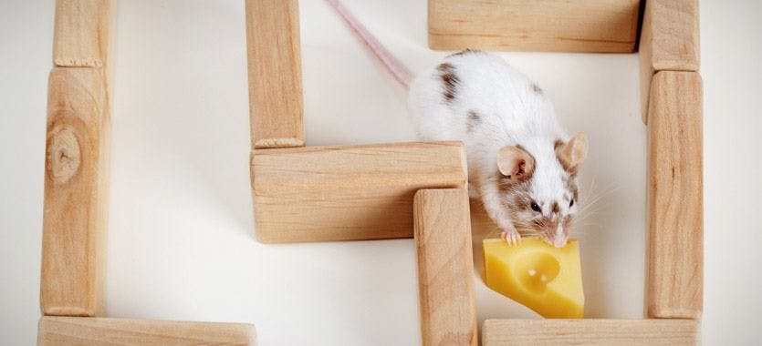 Die richtige Beschäftigung für Ratten