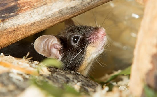 Ernährung für Mäuse und Ratten