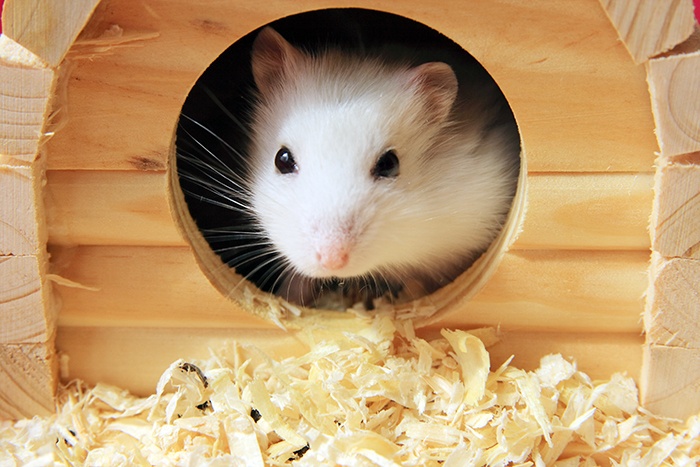 Umzug in einen neuen Käfig - Einzugshilfe für Hamster
