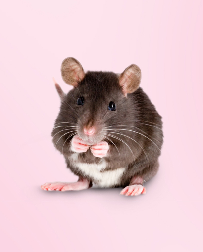 Mäuse & Ratten