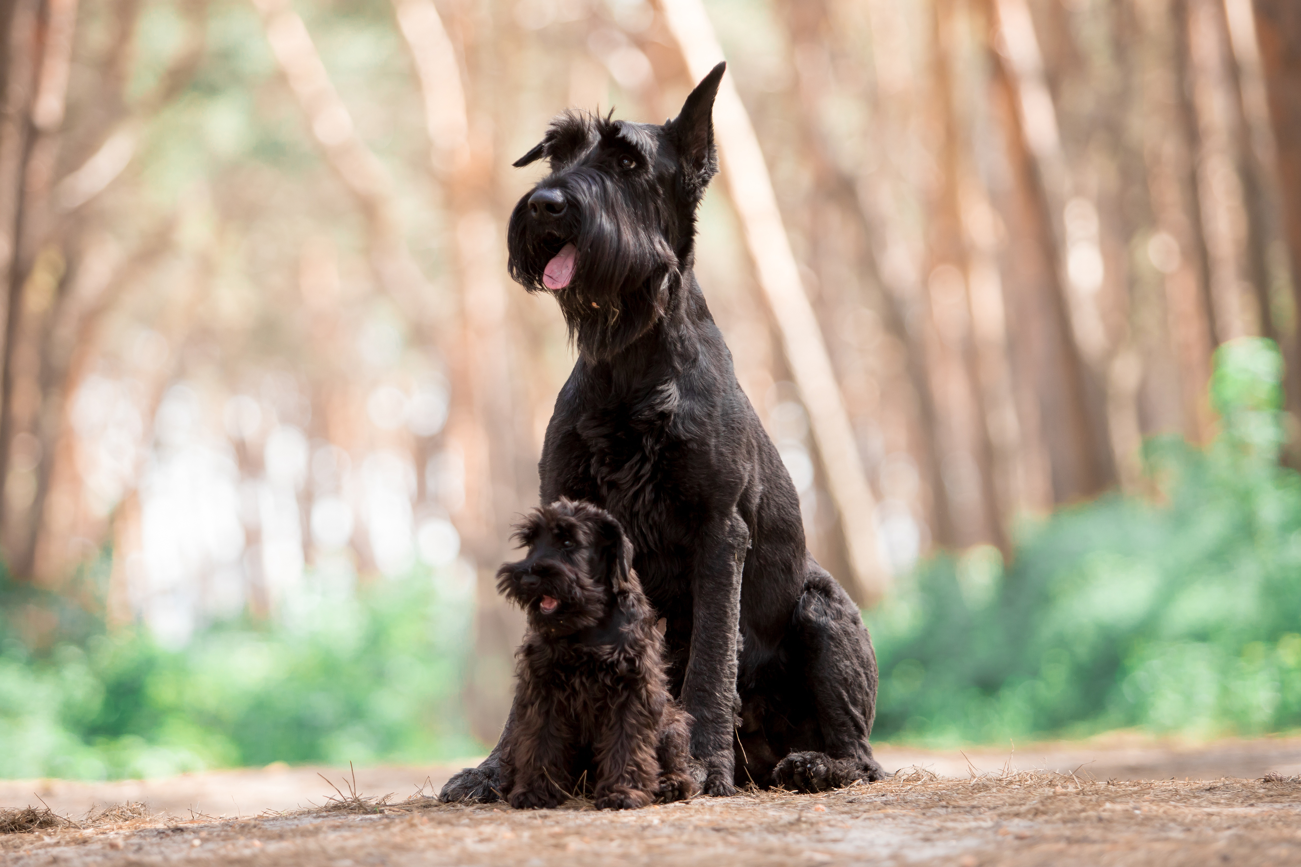 Riesenschnauzer und Black Russian Terrier sitzen im Wald
