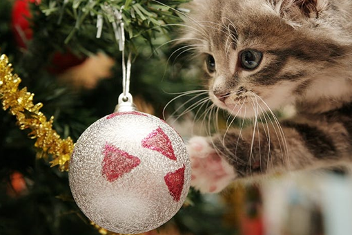 Katzensicherer Weihnachtsbaum