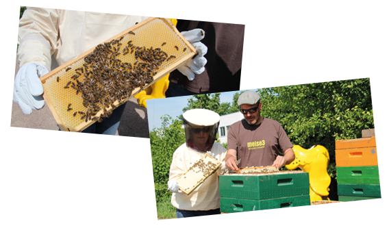 Artenschutz - Bienen an der DAS FUTTERHAUS Zentrale