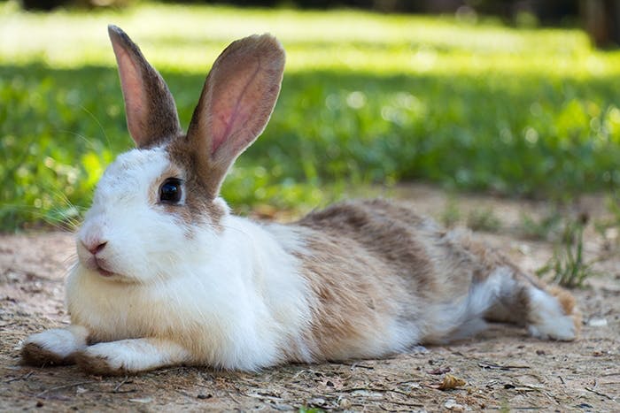 Zahnpflege für Kaninchen: Tipps & Infos