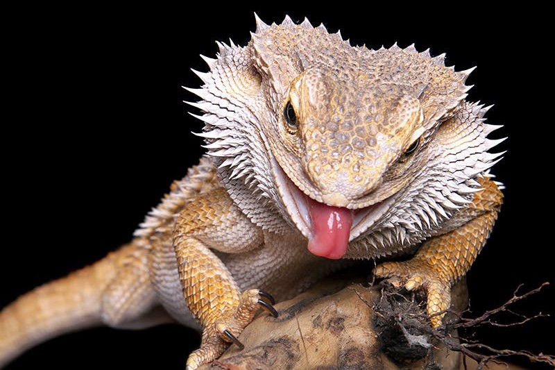 Die Ernährung von Reptilien