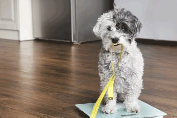Übergewicht bei Hunden