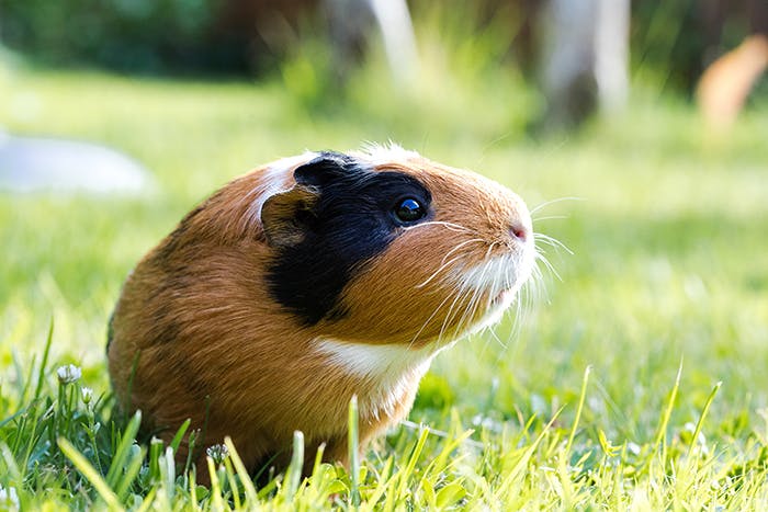 Vitamin C für Meerschweinchen