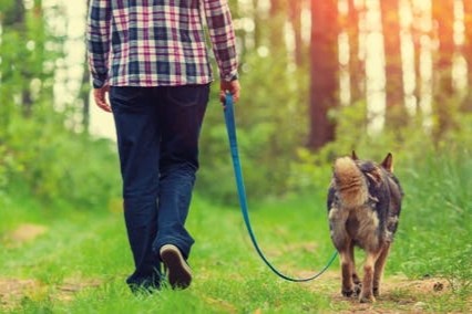 Richtig Gassi gehen - Tipps für den Hundespaziergang