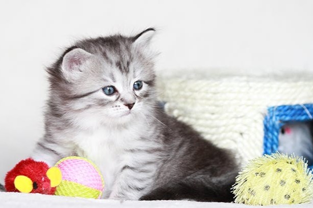 Beschäftigung der Katze