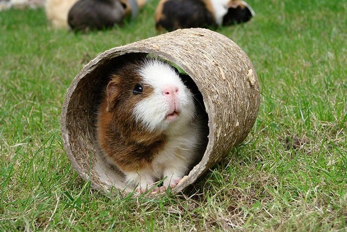 Spielspaß für Meerschweinchen