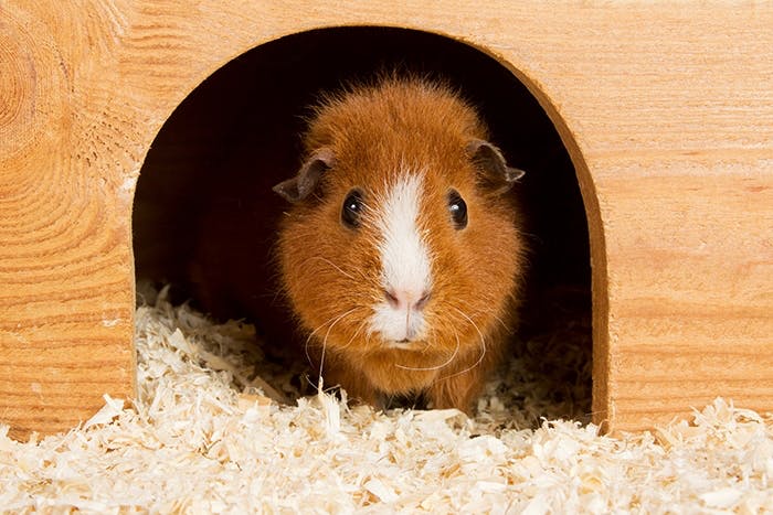 Zubehör für Meerschweinchen