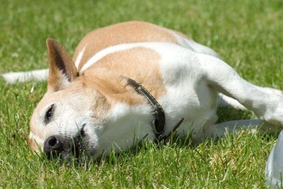 Futtermittelallergie beim Hund: Was sollte man füttern?