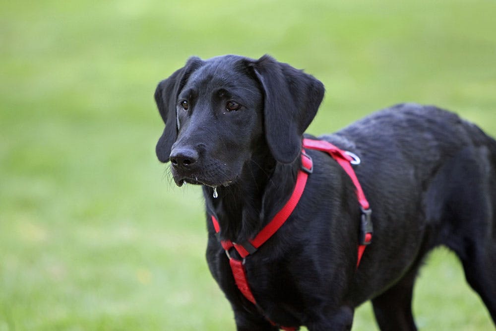 Das richtige Hundegeschirr