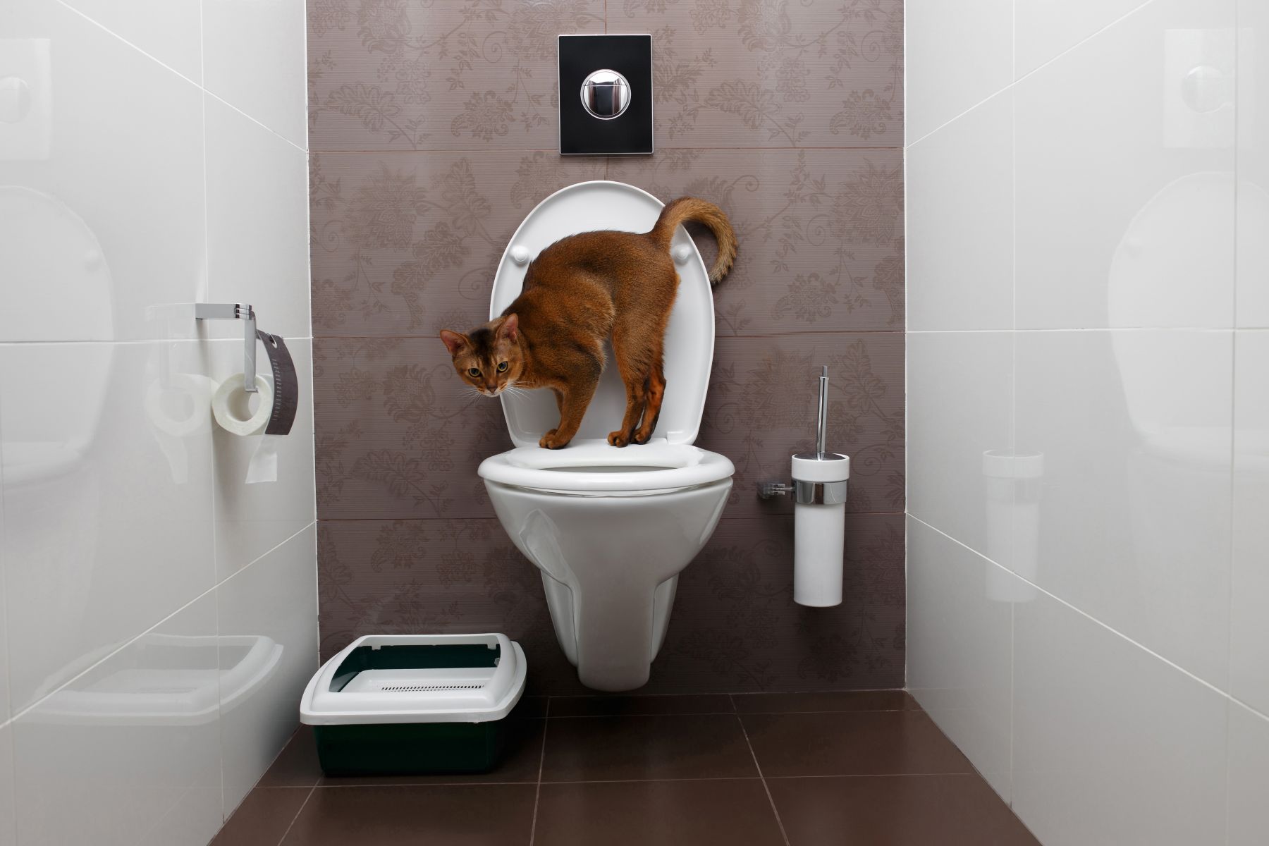 Eine Katze steht auf einer Toilettenbrille