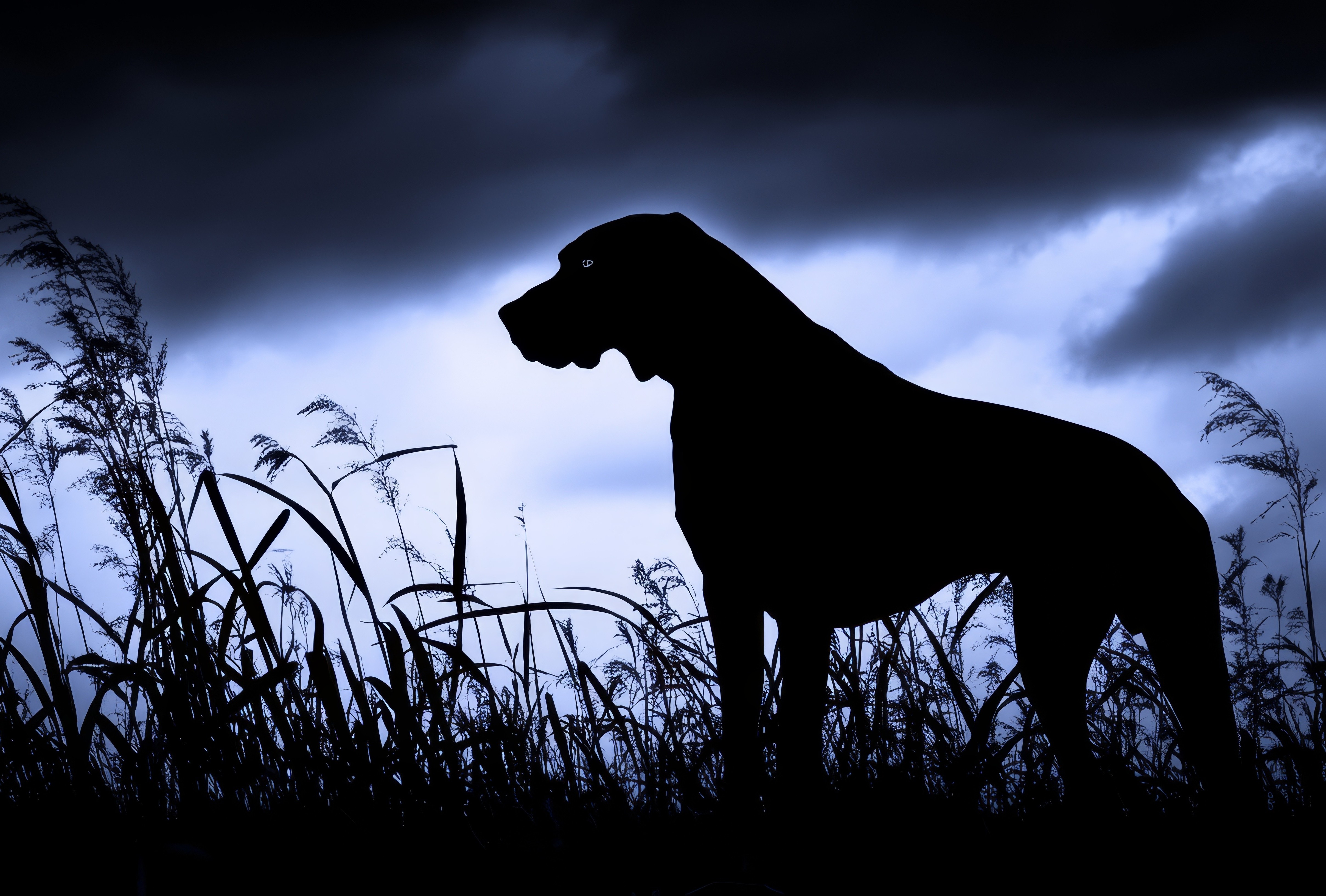 Dunkelblaue Silhouette eines großen Hundes, der in hohem Gras vor einem dramatischen, bewölkten Nachthimmel steht.
