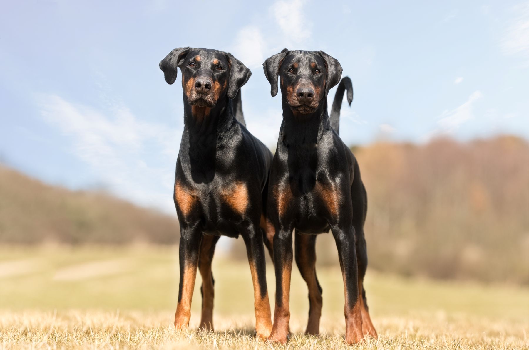 Dobermann mit kurzer Rute