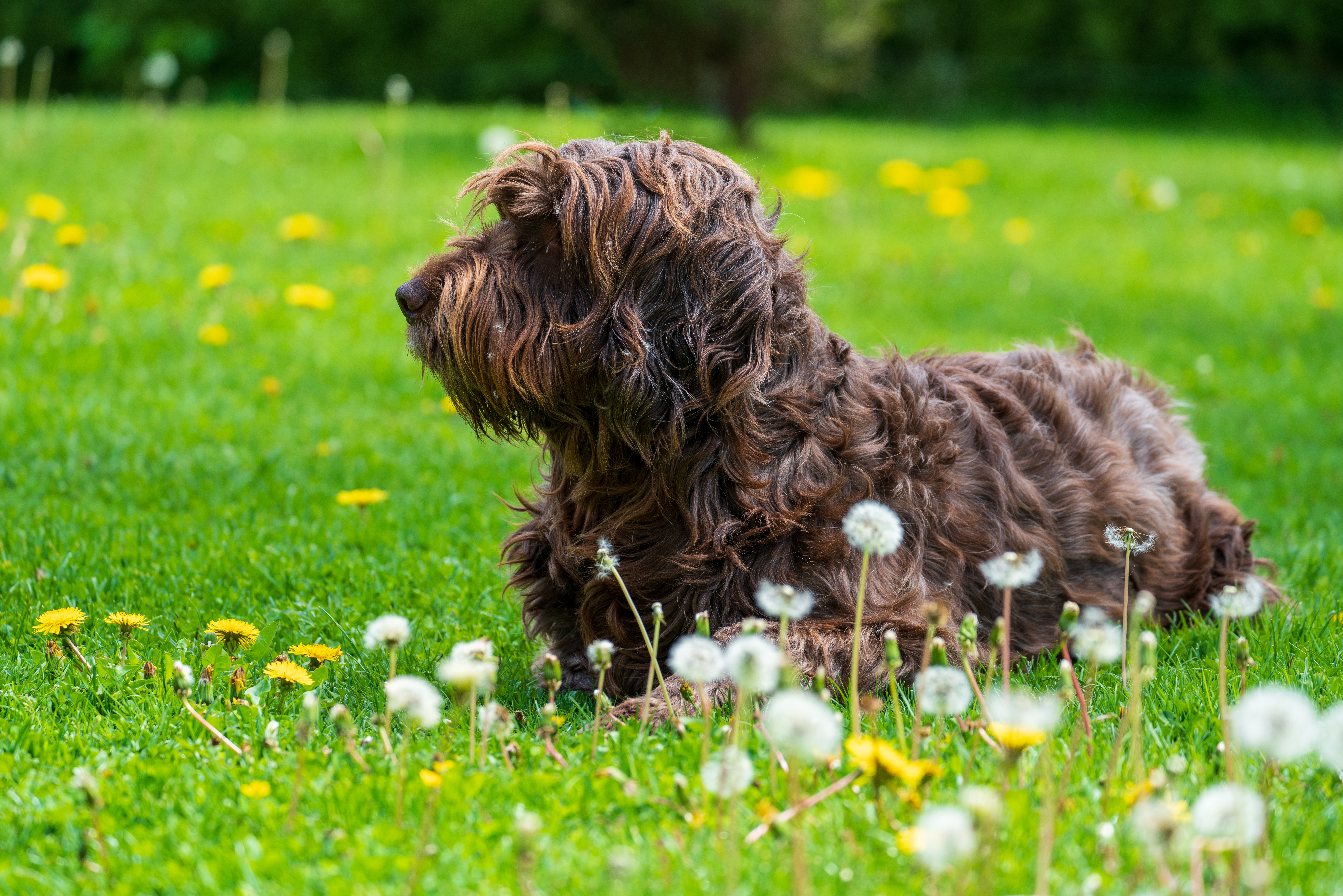 Bindehautentzündung beim Hund