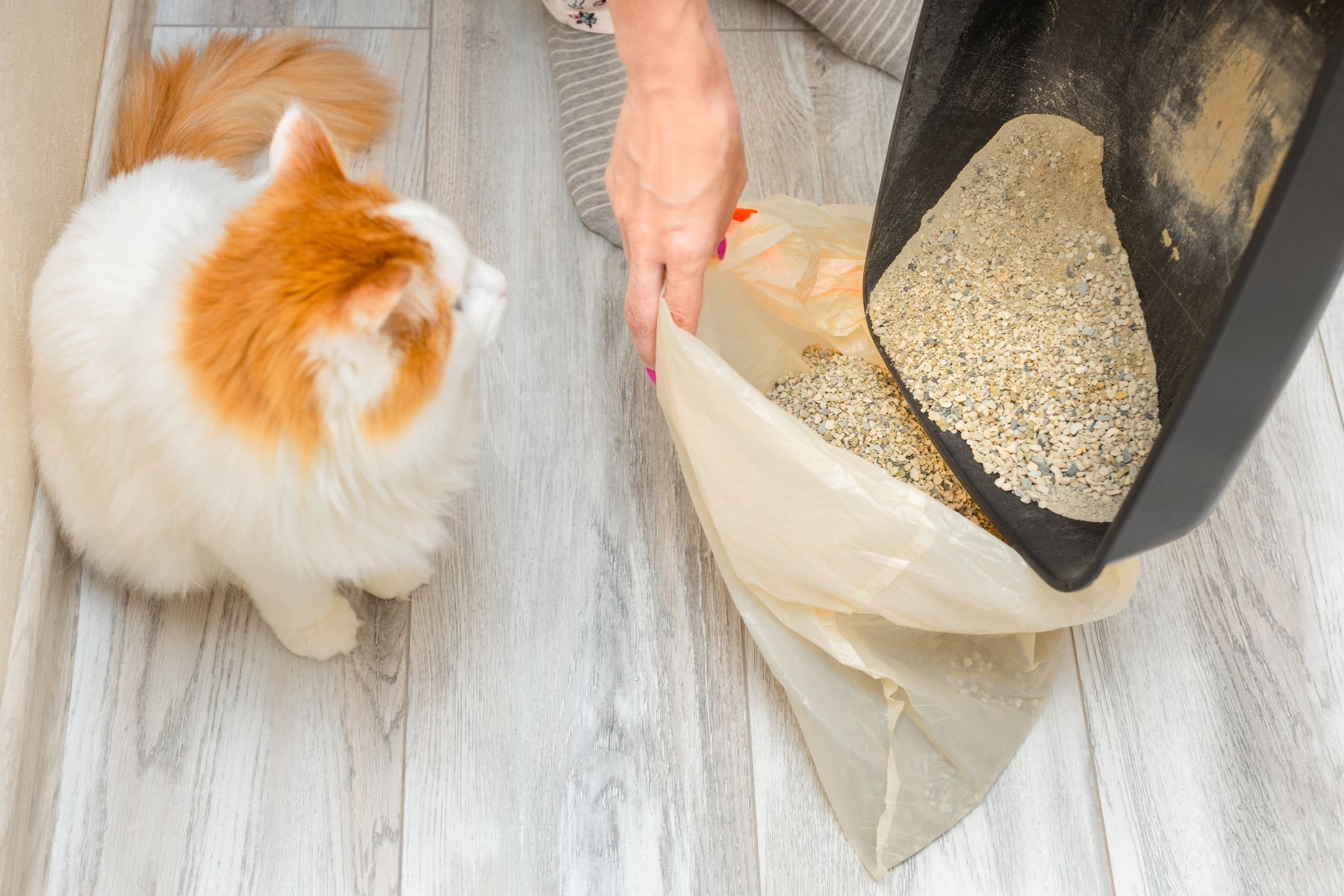 Katzenstreu wird in eine Mülltüte gekippt