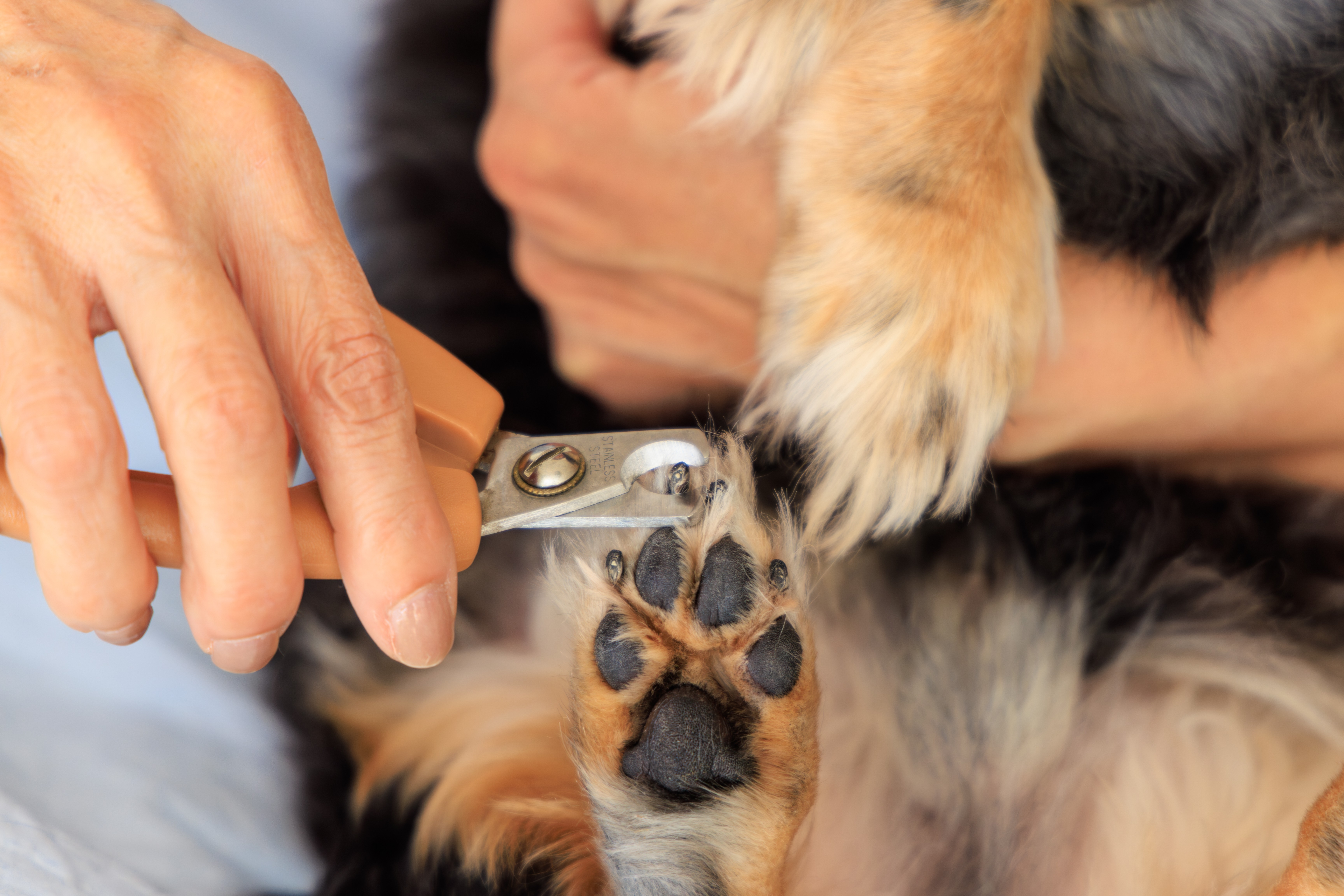 Krallen schneiden beim Hund