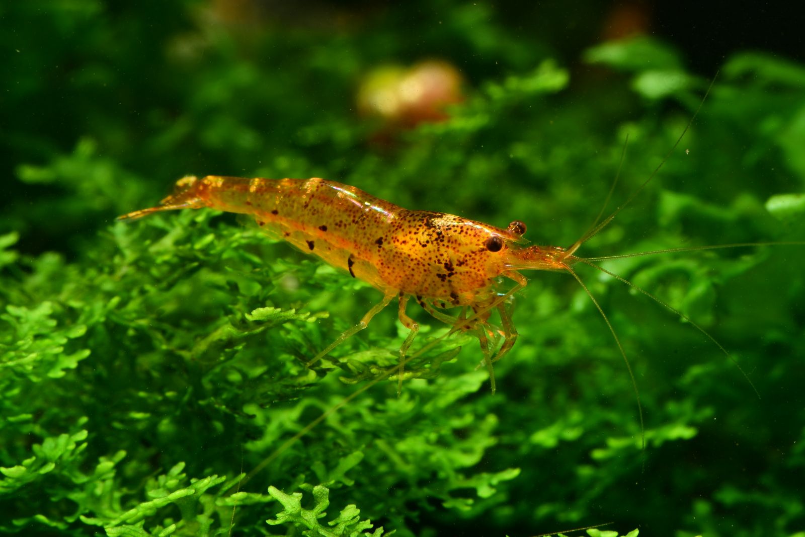 Einsatz von Osmosewasser im Aquarium