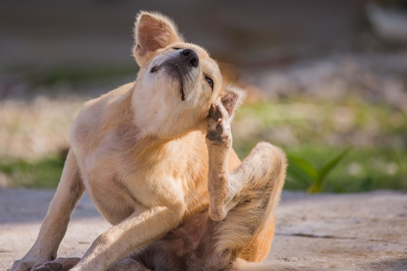 Hund Beißt Sich Ständig Am Schwanzansatz Flöhe beim Hund | Das Futterhaus