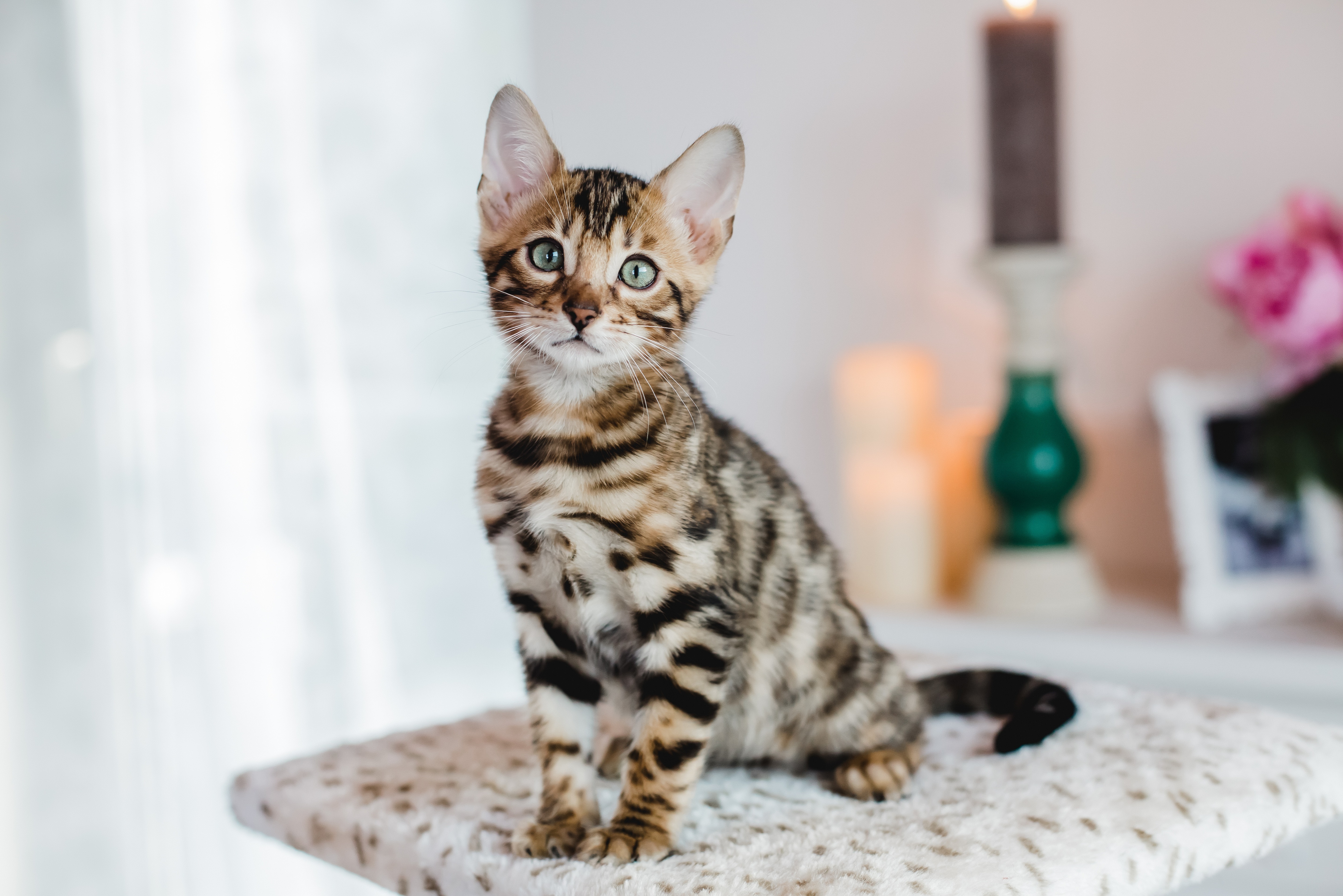 Welche Katze passt zu mir?