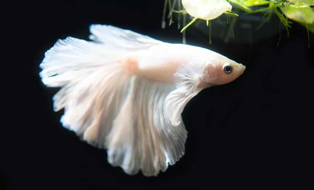 Weisser Betta Kampffische