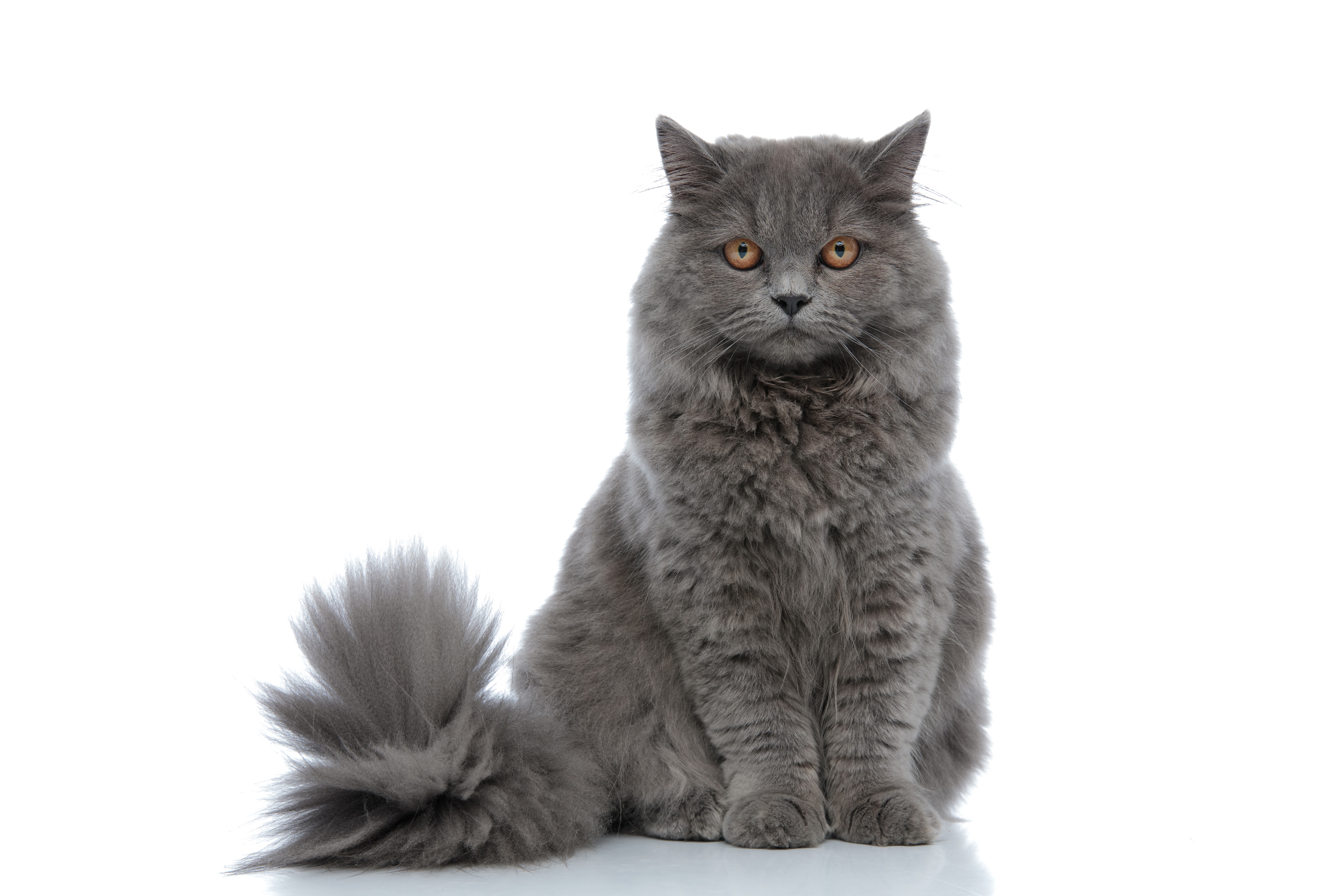 Eine Britisch-Langhaar-Katze sitzt aufmerksam da und guckt neugierig.