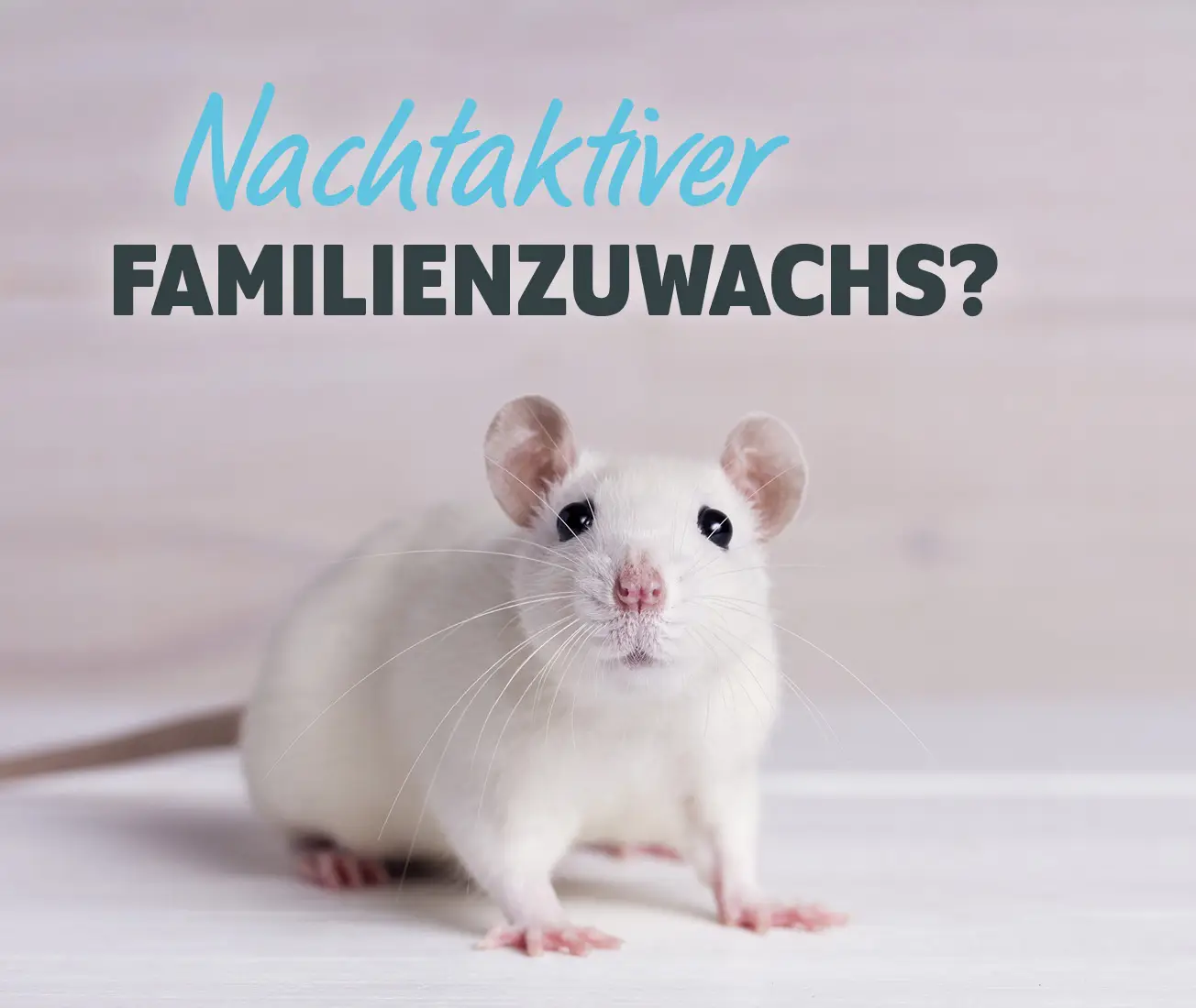 Erstausstattung Maus